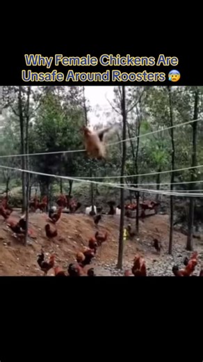 Why Female Chickens Are Unsafe Around Roosters 😰 | IdkSterling
