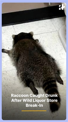 A liquor store in Virginia had an unexpected “criminal” when security cameras caught a raccoon breaking in, smashing whisky bottles, and causing chaos before passing out in the bathroom. The furry intruder was later rescued by animal control officers, who confirmed the raccoon had safely sobered up after its wild night. #Raccoon #LiquorStoreBreakIn #ViralVideo #AnimalControl #FunnyNews #WildNight #VirginiaNews #UnexpectedVisitor #CaughtOnCamera #TrendingNow | Indiatimes