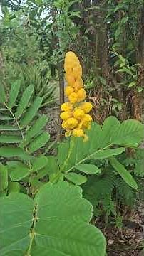 Growing the Candlestick Plant From Just 5 Seeds!