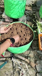 Itna acha dhaniya kaise grow kre 😍#gardening #coriander #gardening #terracegarden #ytshorts #yt