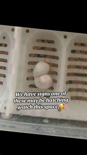 our.mini.zoo5_official (@our.mini.zoo5_official)’s videos with Last Friday Night (T.G.I.F.) - Katy Perry