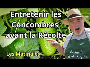 Comment Obtenir des Concombres Croquants et Juteux : Guide Complet?
