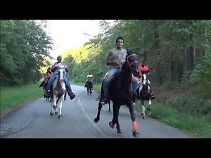 Road Racing and Speed Racking Horses Down South
