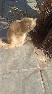 look a like Garfield Golden 🐈 stray cat 🐈#viralvideo #trending #straycat #ytshorts