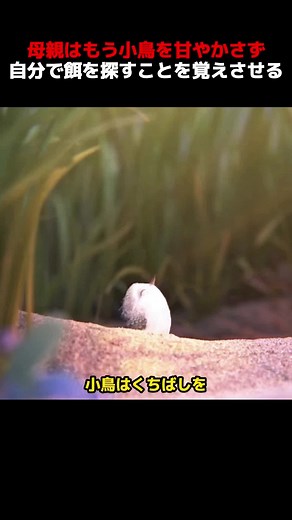 Japanese Movie Recommendation