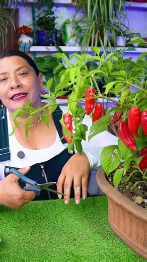 The SECRET to making your CHILI PEPPER PLANT bear fruit all year round and giving you unstoppable...