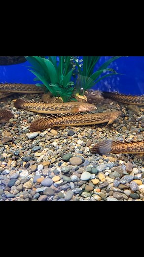 POLYPTERUS TEUGELSI | Зоо магазин Животното