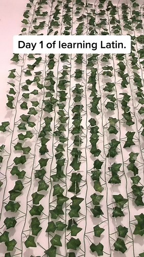 Learning Latin with Duolingo: A Beginner's Journey