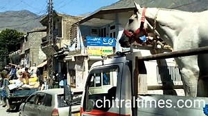 Chitral B team reached Chitral town with Shandur trophy | Chitraltimes