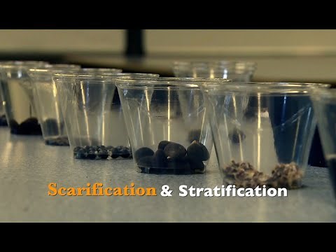 Scarification and Stratification