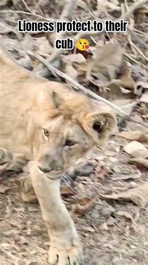 😘 lioness protect cub || lion cub roar || lioness love #shorts #viral #animals #youtubeshorts #love