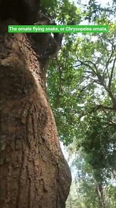 The ornate flying snake, or Chrysopelea ornata, #ihavethisthingwithplants #lifeisbutadream #wildlife