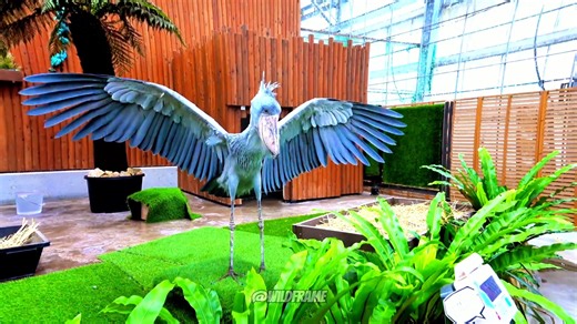 5.3K views · 423 reactions | This is Futaba-chan, the Shoebill at Kakegawa Bird Park, during the 3 o’clock bird show. ️ Even after staying in her shelter for two whole hours, the moment she heard the sounds of the show, she came out to join us—showing off her charm in so many little ways. 珞 Such a magical moment to witness. #Shoebill #BirdShow #WildLife #Animals #PreciousMoments | WildFrame | Facebook
