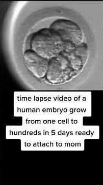 Time lapse video of a human embryo growing
