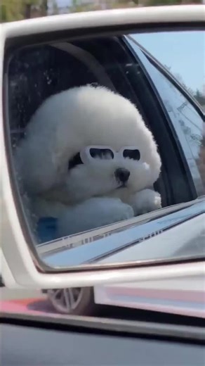 Enjoying the view 😎🤩 ➖ Rate this cuteness out of 10 ❤️ ➖ Don't forget to follow @puppys.heaven for a daily dose of cuteness!🤗😍 ➖ 🎥 Video by @barbi.bichon