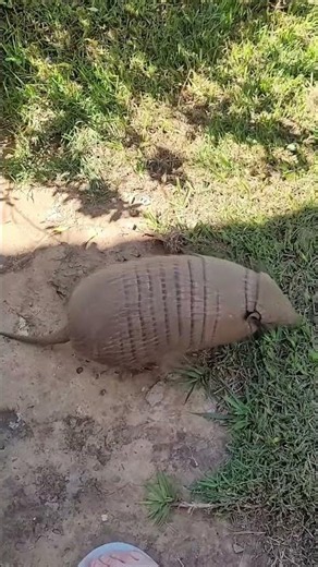 There's a wild Six-banded Armadillo in our garden #shorts