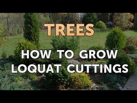 How to Grow Loquat Cuttings