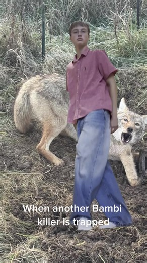 #Meme #MemeCut #fypシ゚viral #coyote