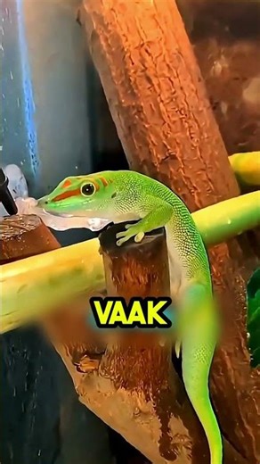 Why zookeepers “inflate” their geckos 🤯🦎
