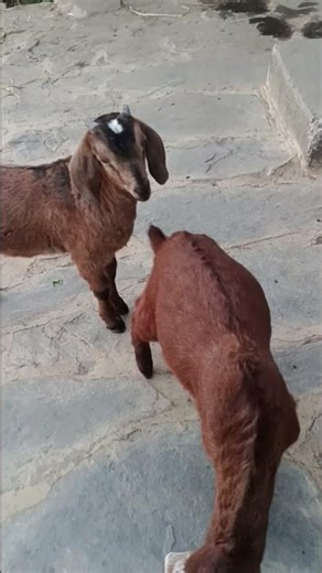 A couple Goat Kids Playing & Practicing Natural Mating Behavior | Rare Farm Moment