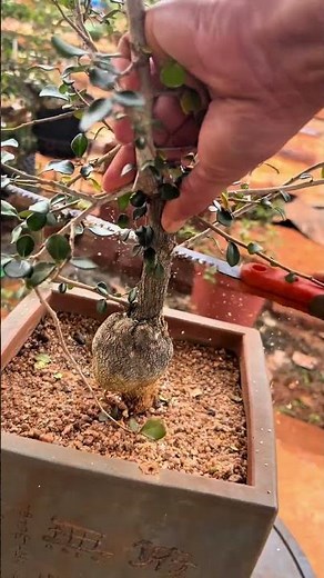 Bonsai Tree Pruning with Hand Saw |ProperCutting Technique for Healthy Growth#bonsai #viralvideo