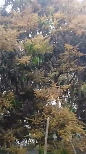 #mango 🥭 #Aam #viral shots #shorts video