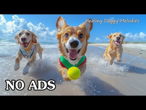 12 HOURS of Dog Calming Music for Dogs 🌻 Happy & Positive Energy ✨ No Ads