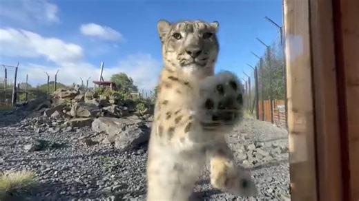 It's International Snow Leopard Day! We've just revamped our snow leopard habitat so check out our girls, Karli & Nieva, enjoying all of the new features! Viewer Discretion: carcass feeding in this video. #snowleopard #funnycatvideos | Northumberland Zoo