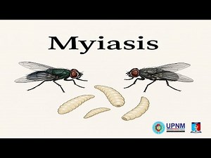 Myiasis Explained – Human Fly Larvae Infestation | Medical Parasitology & Entomology (UPNM)