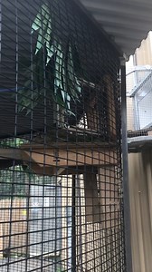 This past summer interns focused on habitat rejuvenation. Habitats were repaired, repropped, relocated and reworked. Here is Iguana Iggy's new and improved indoor/outdoor habitat. | Black Pine Animal Sanctuary