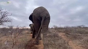 13K views · 5.7K reactions | An Update on Elephant Bull Survivor,...