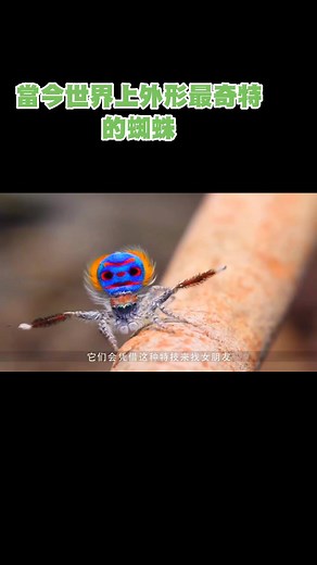 Exploring Spiders: Close-up Shots and Web Mechanics