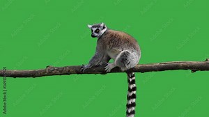 lemur sits on a tree log and looks in different directions, green screen