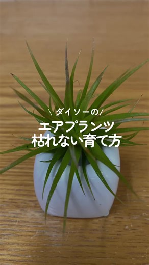 育てたいエアプランツの豆知識