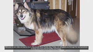 Feeding Your Mackenzie River Husky: Best Practices for a Healthy Dog