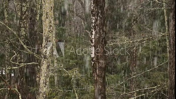 snow falling on trees in the forest (heavy blizzard freeze out in nature) conifer trees with needles (hemlock, pine, fir) winter scene footage close up storm (flakes, snowing)