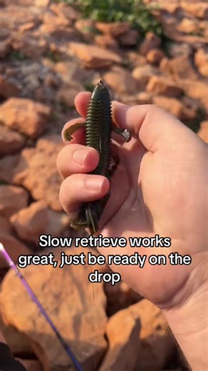 Exploring the Bandito Bug for Bass Fishing Success