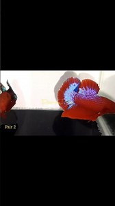 Hellboy betta fish variety