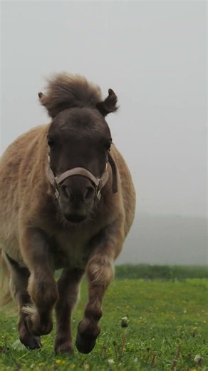 真正面から向かってくるミニチュアホースの「てちてち走り」が可愛すぎる🐴💨