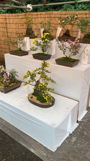 Small Pretty Trees #japan #nature #tokyo #forest #trees