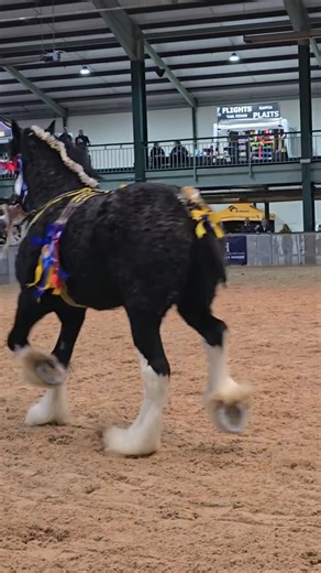 Majestic Shire Stallions Steal the Spotlight at the UK National Shire Horse Show