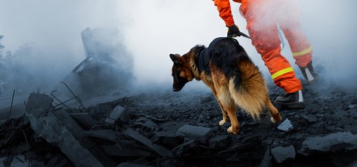 BESIEGED: Dogs of War – the ethics of using animals in conflicts