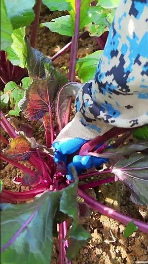 How to Grow Mustard Plants |Easy Guide forFast & Healthy Growth#farming