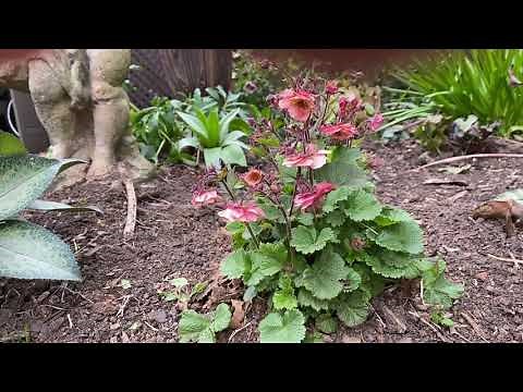 Plant Review: The little known but fabulous Geum
