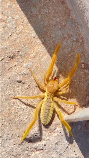 Sun spider 🕷️#wildlife #spider #wild