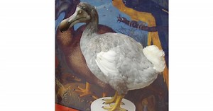 Ce que l’on sait vraiment sur le dodo, l’oiseau mythique de l’île Maurice