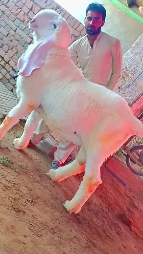Caring for Your Healthy White Goat