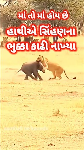 હાથીએ સિંહણ ના ભૂકા કાઢી નાખ્યા || #shorts #animals #lion #elephant