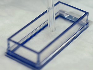 Visualization of Craniofacial Development in the sox10: kaede Transgenic Zebrafish Line Using Time-lapse Confocal Microscopy