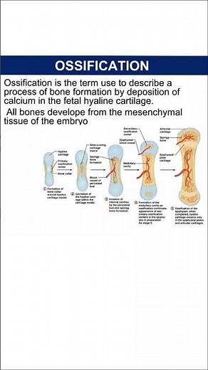 ossification of bone|| process of bone development|| early stage of embryonic #humanbody #medical